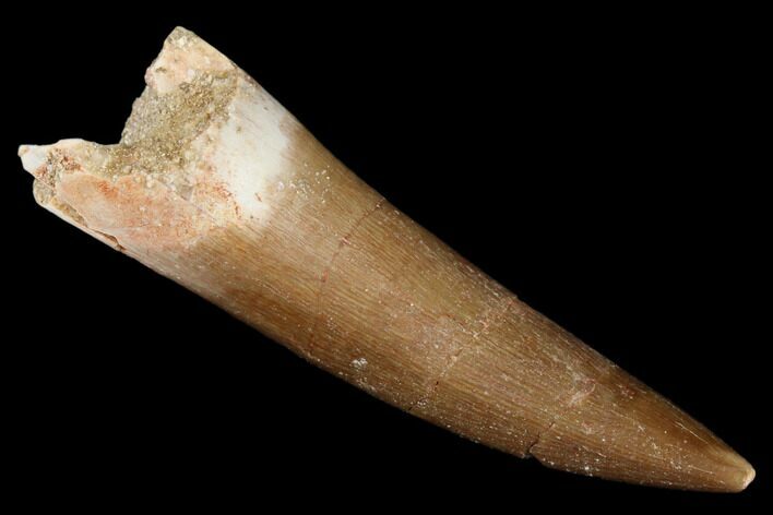 Fossil Plesiosaur (Zarafasaura) Tooth - Morocco #176918